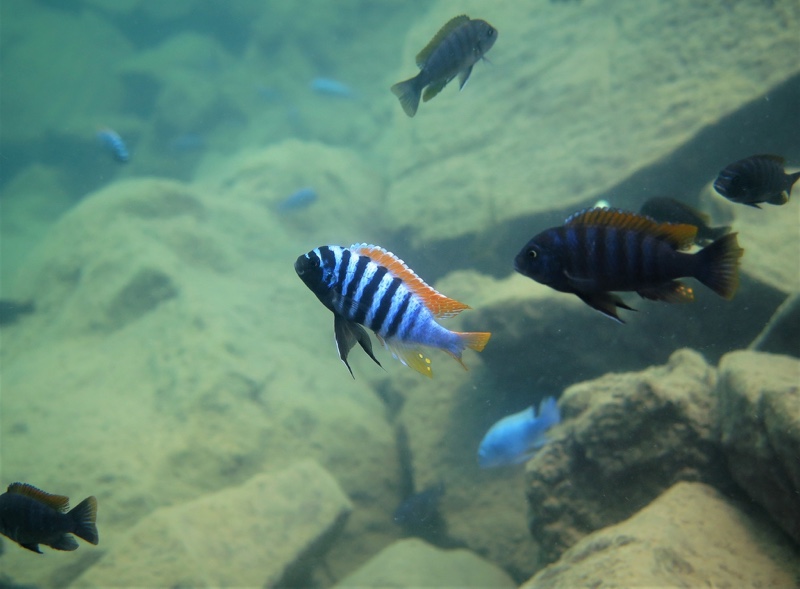 Maylandia pyrsonotos 'Nakantenga Island'